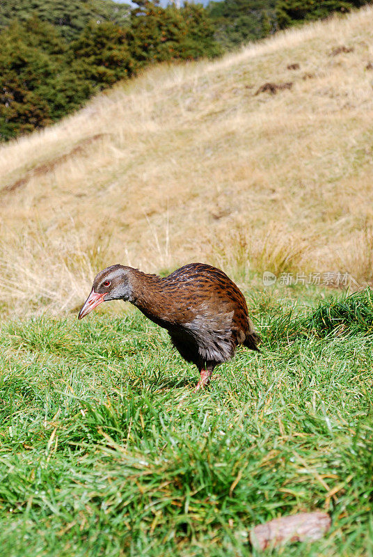 Weka, Kahurangi国家公园，新西兰